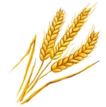 Картинки по запросу малюнок пшениця
